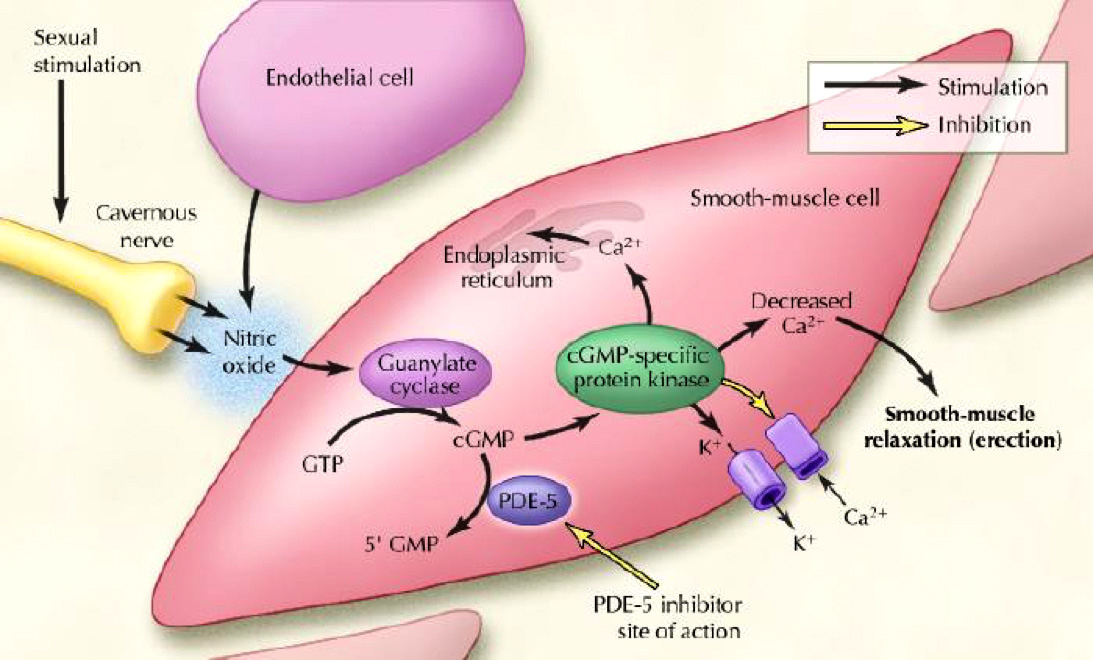 Erectile Dysfunction The British Association Of Urological Surgeons Limited 4433